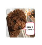ココア（挨拶編）（個別スタンプ：1）