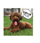 ココア（挨拶編）（個別スタンプ：6）