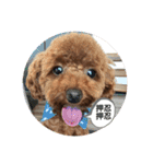 ココア（挨拶編）（個別スタンプ：10）