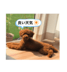 ココア（挨拶編）（個別スタンプ：11）