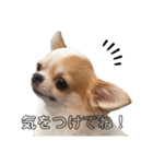 いくらすたんぷ（個別スタンプ：5）