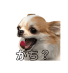いくらすたんぷ（個別スタンプ：11）