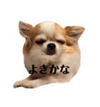 いくらすたんぷ（個別スタンプ：12）