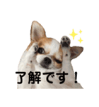 いくらすたんぷ（個別スタンプ：20）