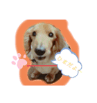 ぽんたろU・x・U（個別スタンプ：5）