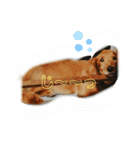 ぽんたろU・x・U（個別スタンプ：8）