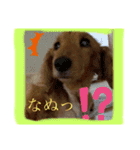 ぽんたろU・x・U（個別スタンプ：13）