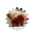 ぽんたろU・x・U（個別スタンプ：16）