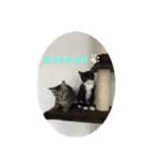 にゃんともあいさつ（個別スタンプ：8）