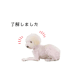 HAKUUU‎´•ﻌ•`（個別スタンプ：8）