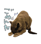 フレブルとロシブ（個別スタンプ：5）