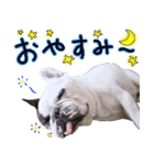 フレブルとロシブ（個別スタンプ：9）
