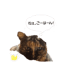 kinakonyansta2（個別スタンプ：6）