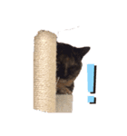 kinakonyansta2（個別スタンプ：7）