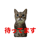 なふ子とあい子と仲間たち★（個別スタンプ：4）