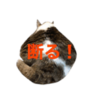 なふ子とあい子と仲間たち★（個別スタンプ：5）
