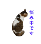 なふ子とあい子と仲間たち★（個別スタンプ：11）