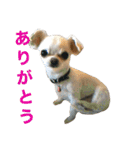 なふ子とあい子と仲間たち★（個別スタンプ：19）