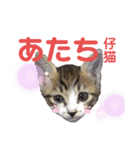 ネコのりんご（個別スタンプ：1）