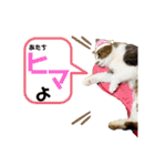 ネコのりんご（個別スタンプ：7）