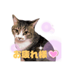 ネコのりんご（個別スタンプ：8）