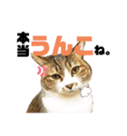 ネコのりんご（個別スタンプ：10）