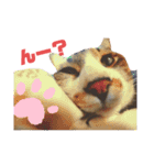 ネコのりんご（個別スタンプ：12）