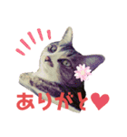ネコのりんご（個別スタンプ：13）