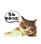 ネコのりんご（個別スタンプ：16）