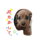 ワイヤーダックスのルーク(子犬)（個別スタンプ：1）
