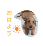 ワイヤーダックスのルーク(子犬)（個別スタンプ：2）