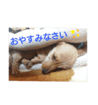 ワイヤーダックスのルーク(子犬)（個別スタンプ：3）