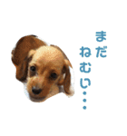 ワイヤーダックスのルーク(子犬)（個別スタンプ：4）
