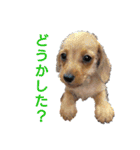 ワイヤーダックスのルーク(子犬)（個別スタンプ：5）