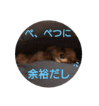 ワイヤーダックスのルーク(子犬)（個別スタンプ：6）