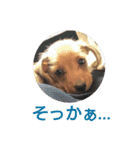 ワイヤーダックスのルーク(子犬)（個別スタンプ：8）