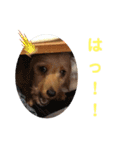 ワイヤーダックスのルーク(子犬)（個別スタンプ：9）