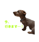 ワイヤーダックスのルーク(子犬)（個別スタンプ：10）