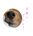 ワイヤーダックスのルーク(子犬)（個別スタンプ：11）
