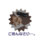 ワイヤーダックスのルーク(子犬)（個別スタンプ：12）