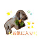 ワイヤーダックスのルーク(子犬)（個別スタンプ：13）