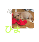 ワイヤーダックスのルーク(子犬)（個別スタンプ：14）
