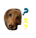 ワイヤーダックスのルーク(子犬)（個別スタンプ：15）