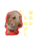 ワイヤーダックスのルーク(子犬)（個別スタンプ：16）