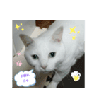 @nekochans（個別スタンプ：2）
