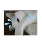 @nekochans（個別スタンプ：7）