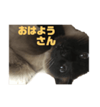 ハコさんスタンプ（個別スタンプ：3）