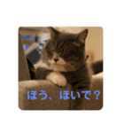 にゃんたろうですぅ（個別スタンプ：2）
