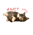 にゃんたろうですぅ（個別スタンプ：4）