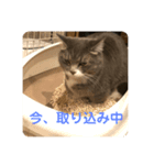 にゃんたろうですぅ（個別スタンプ：5）